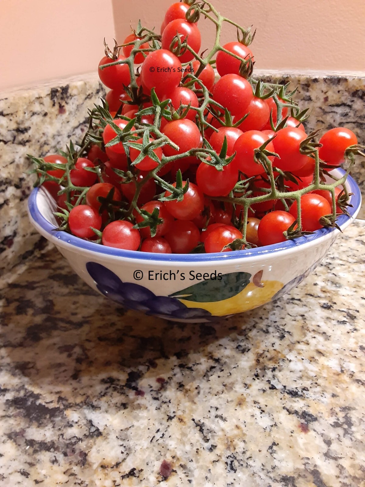 30+ Florida Everglades Tomato Seeds Organic – Fresh seeds from June 2023