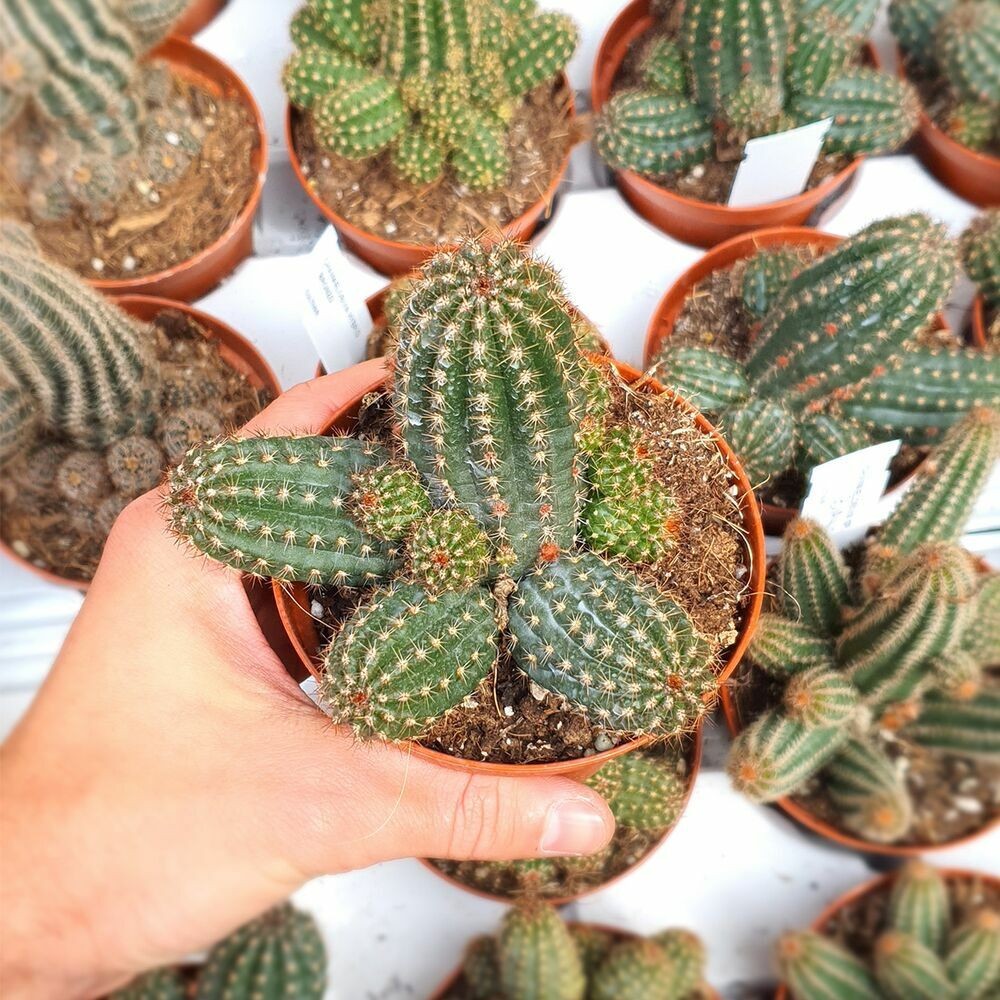 Chamaelobivia (Peanut Cactus) “Friend” Cactus Seeds (100 Seeds)