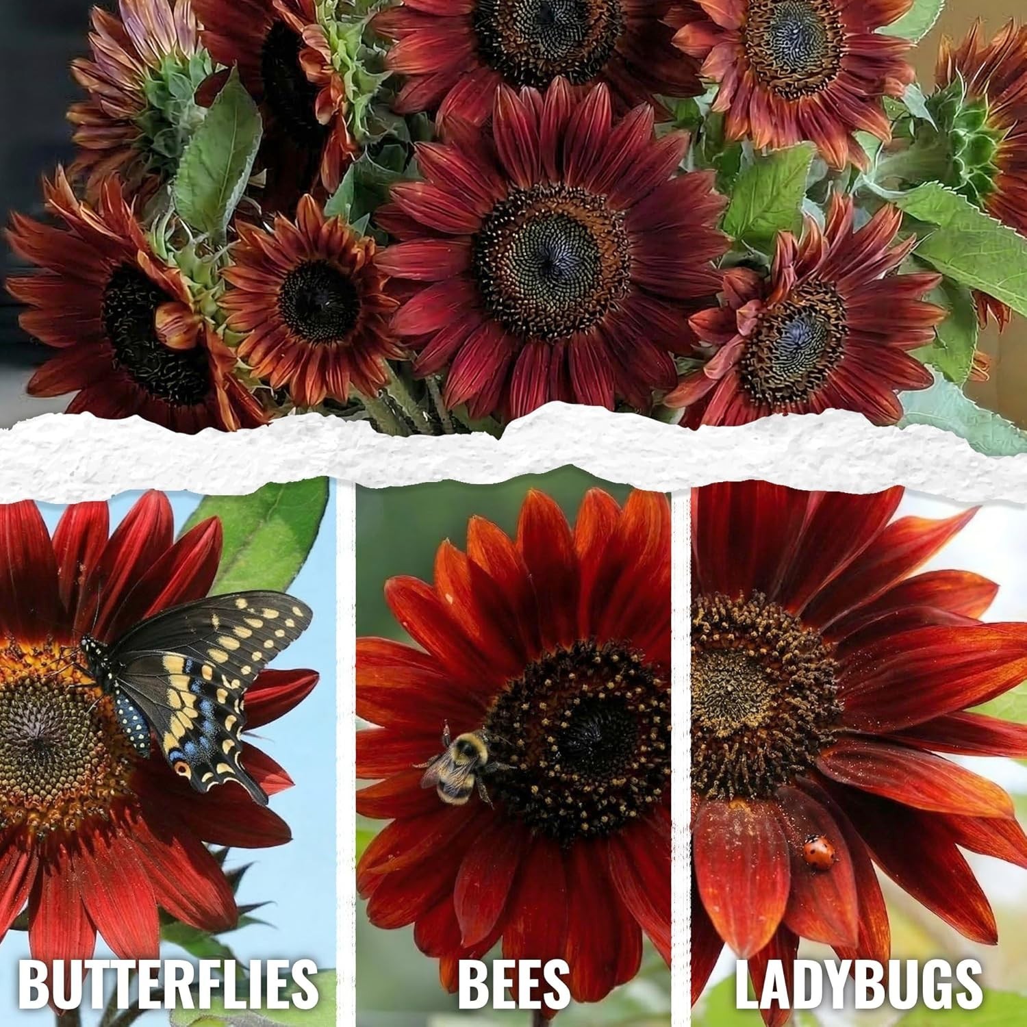 Grow Red Sunflowers with These Heirloom Open Pollinated Seeds