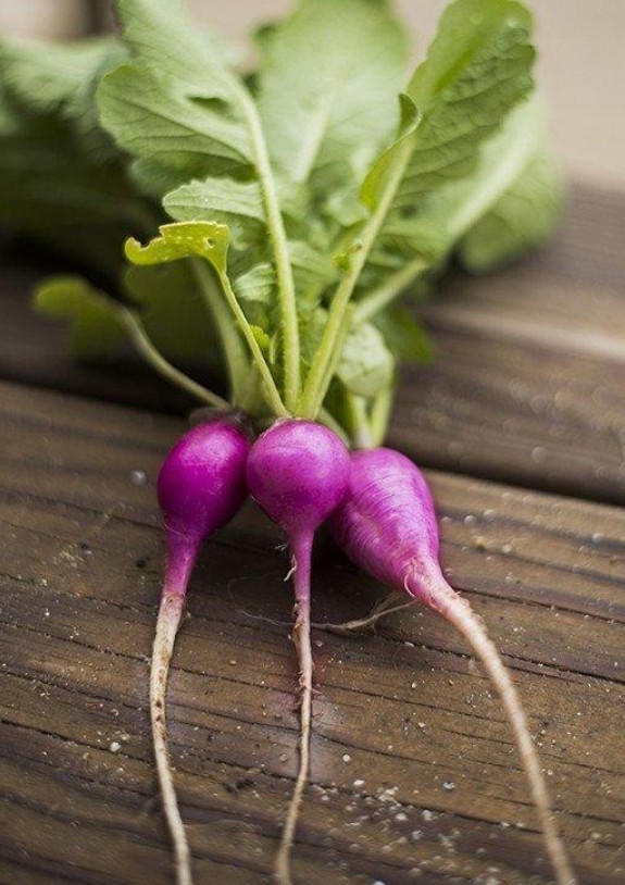 200 Purple Plum Radish Seeds- Open Pollinated-NON GMO-Organic