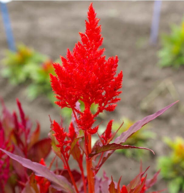 Celosia FOREST FIRE Red Crimson Scarlet Cut Flowers Cockscomb Non-GMO 400 Seeds!