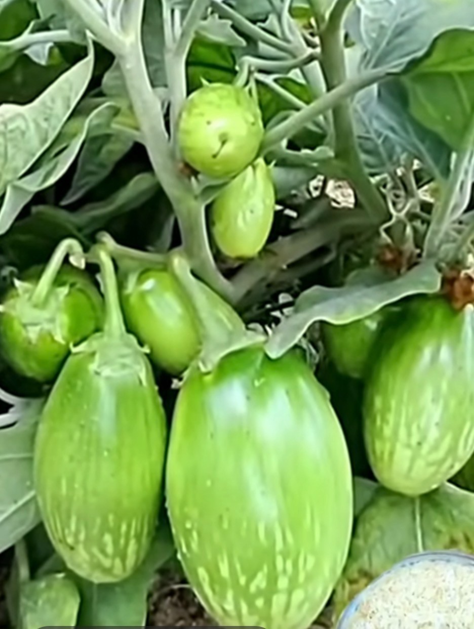 20 Asian Green Eggplant Fresh Organic Seeds For 2026~ Eggplant Seeds.