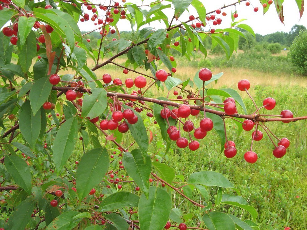 Fire Cherry Tree | Premium Seeds | Prunus pensylvanica ‘Fall’ | Plants’®
