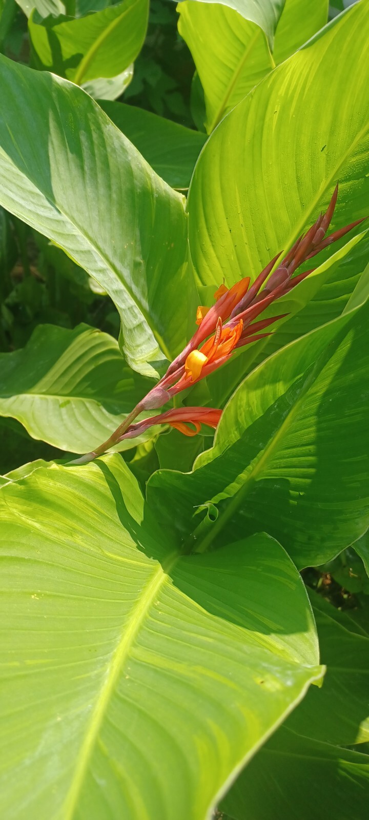 Orange Canna Lily Bulbs. (6 Bulbos de coyoles anaranjados (6) green leaf