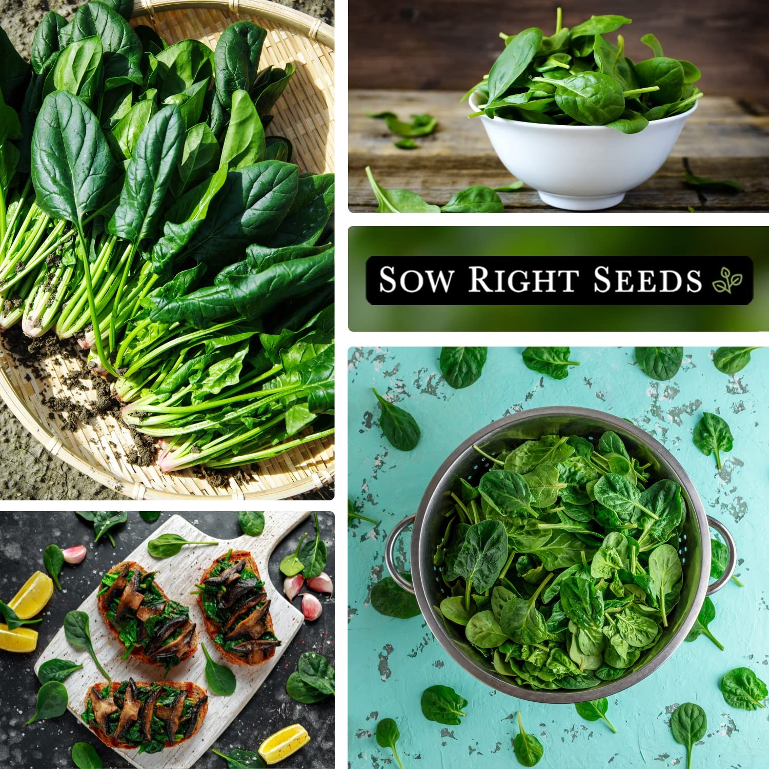 Viroflay Spinach Seeds – Non-GMO Heirloom for Hydroponic Vegetable Gardens