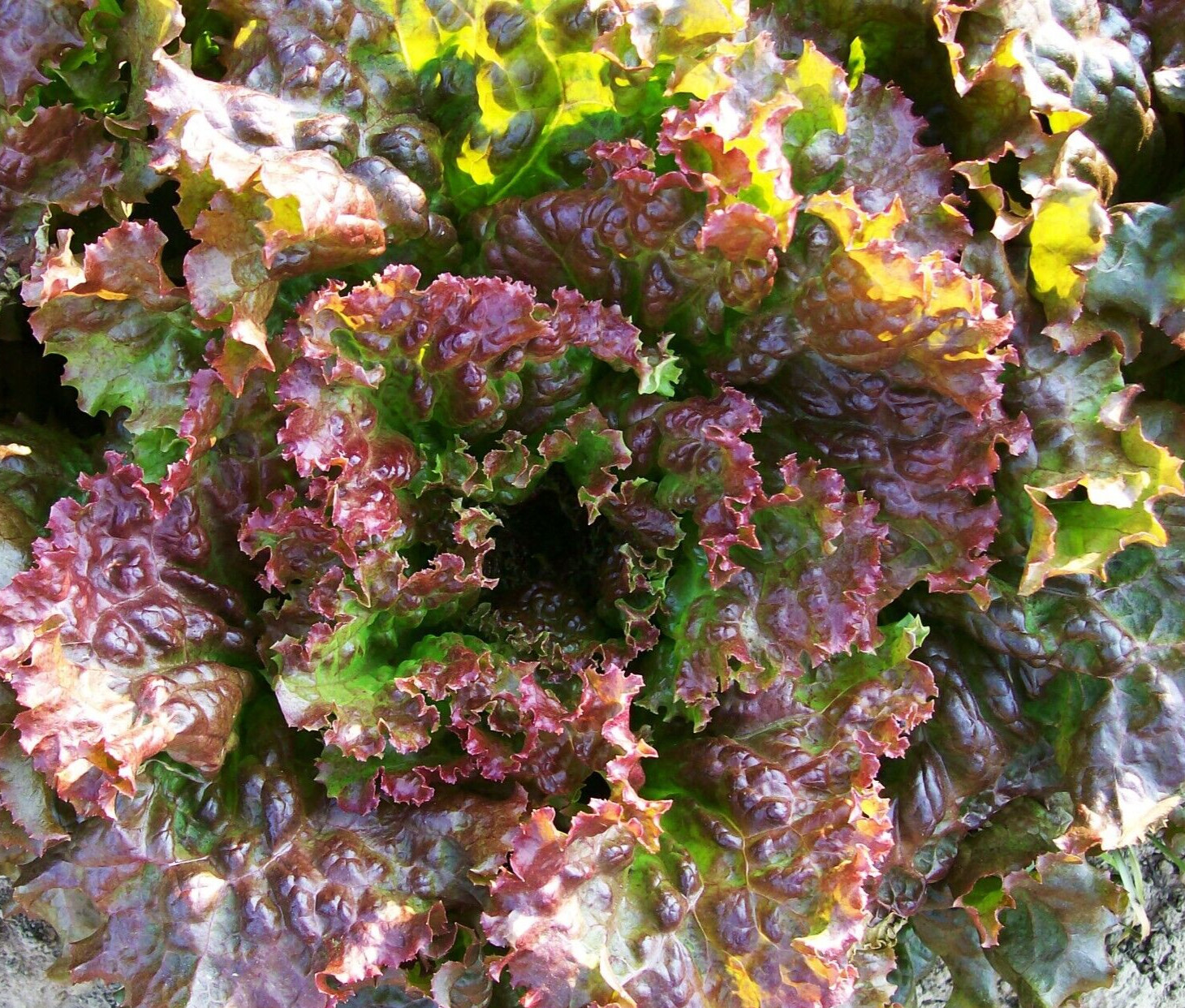 1 Gram Fresh | NON-GMO | Red Sails Loose-Leaf Premium Lettuce Seeds-B 42