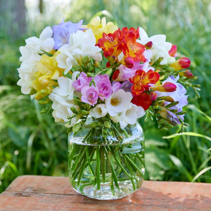 Freesia Bountiful Bouquets Collection 60 Bulbs, Multicolor Spring Flowers in Sun