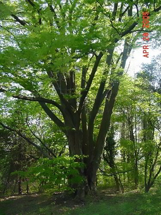 Japanese Zelkova, Zelkova serrata, Tree Seeds (Fast, Hardy, Fall Colors)