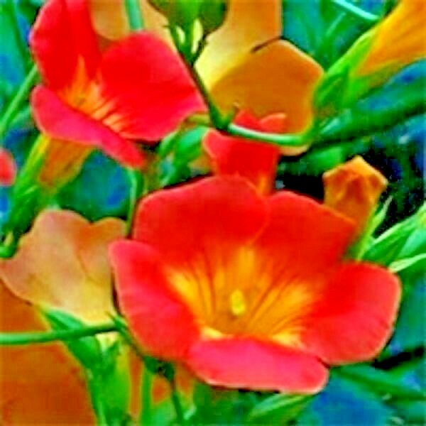 25 MADAME GALEN TRUMPET VINE SEEDS – Campsis × tagliabuana