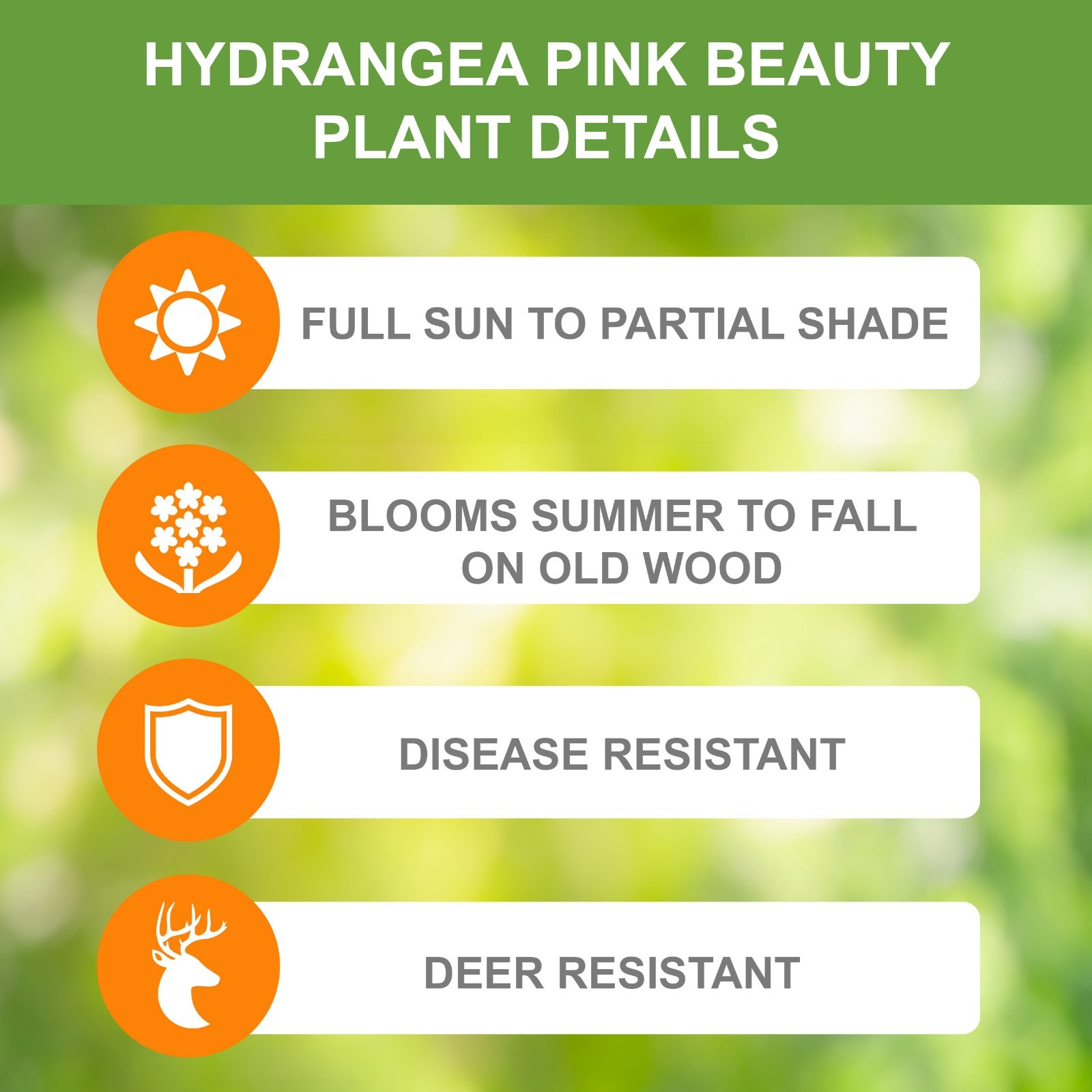 Garden State Bulb Pink Beauty Hydrangea Shrub, Bare Root, Spring Planting
