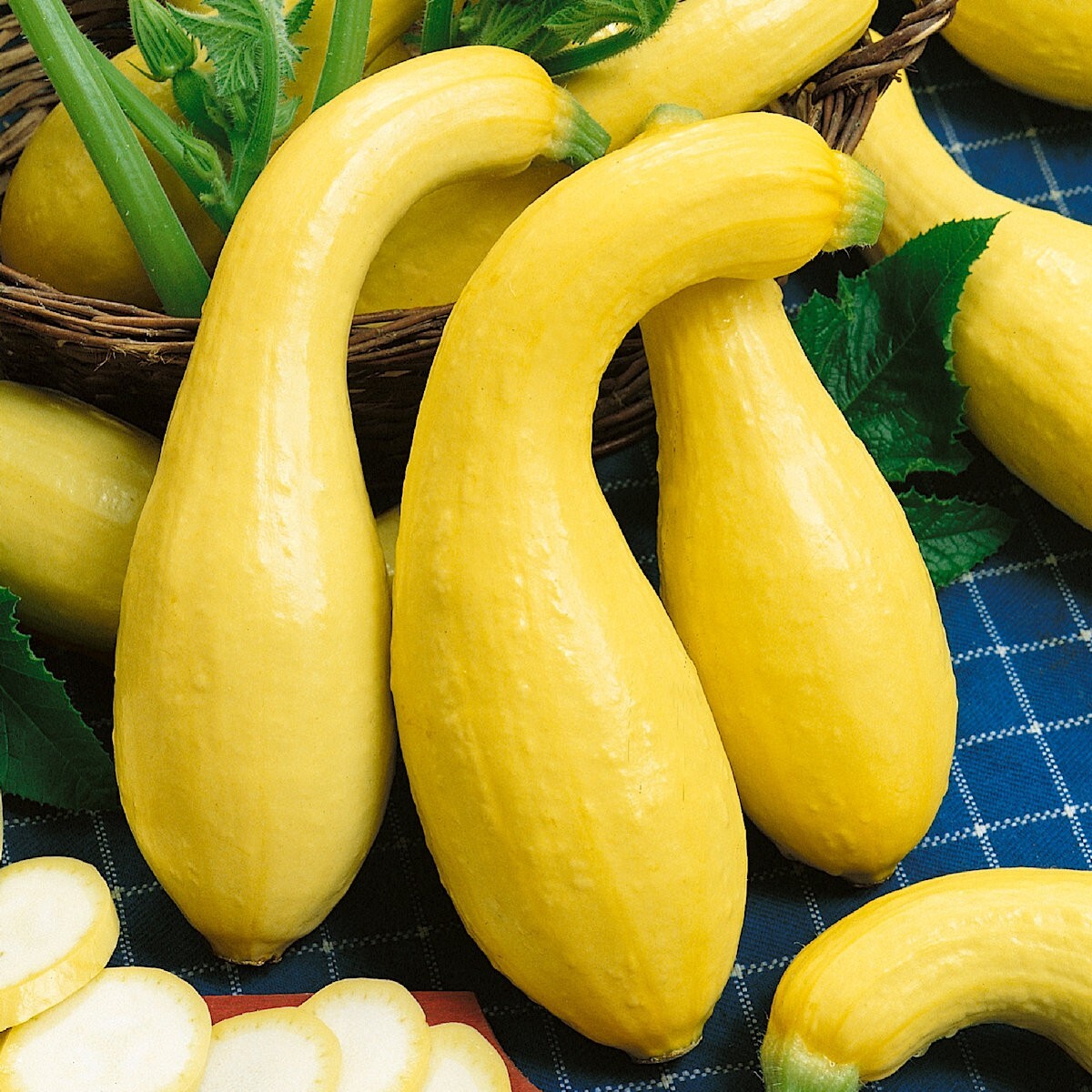 1 Oz Early Summer Crookneck Summer Squash Seeds – Everwilde Farms Mylar Packet