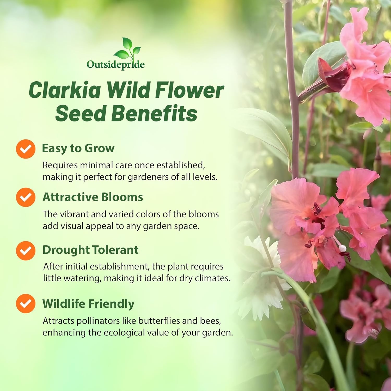 5000 Seeds Mountain Garland Seeds – Clarkia Unguiculata Wild Flower Seed
