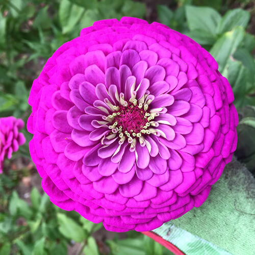 Purple Prince Zinnia Seeds | Non-GMO | Free Shipping | Seed Store | 1185