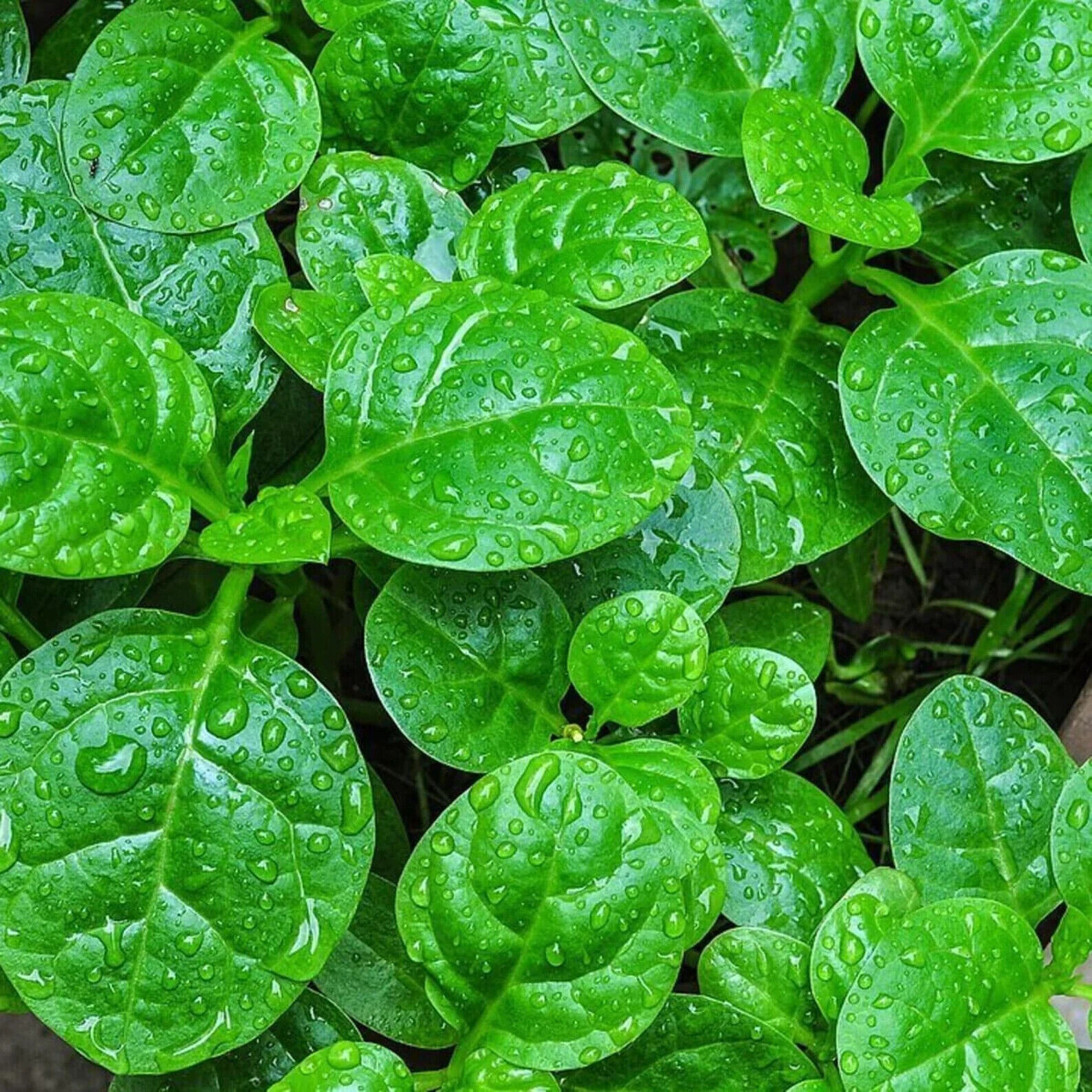 10gr = 320+PCS GREEN MALABAR SPINACH SEEDS, MỒNG TƠI XANH, 爬藤木耳菜