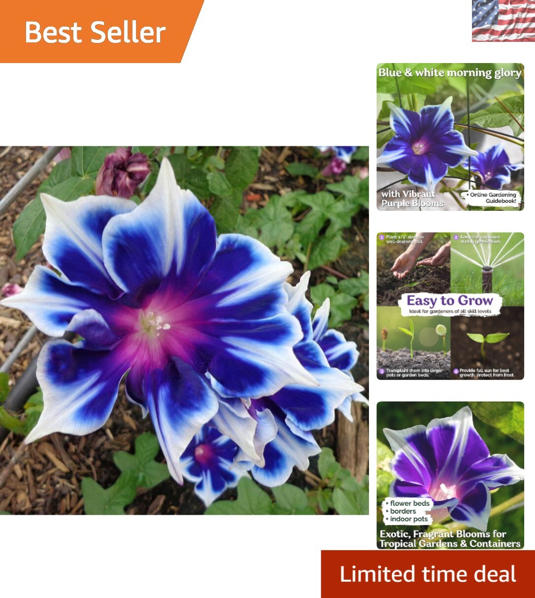 Vibrant 100 Count Morning Glory Seeds – Perfect for Pollinator-Friendly Gardens