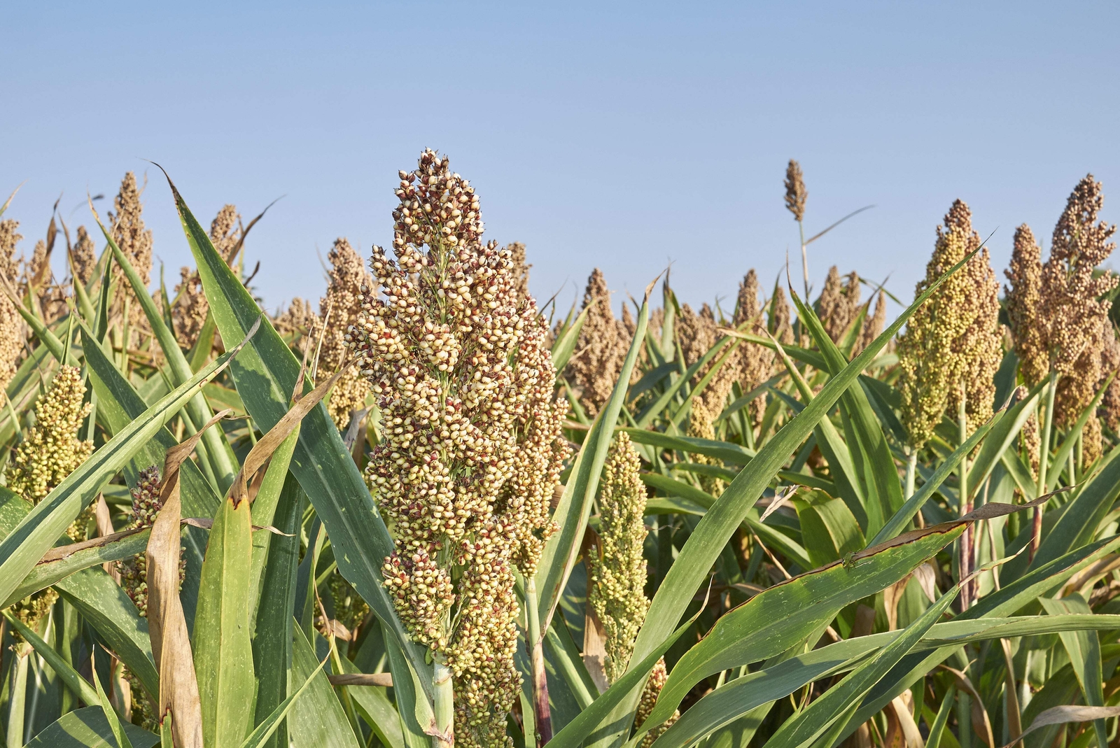 75 WHITE POPPING SORGHUM Bicolor Snack Vegetable Flour Grain Seeds *Combined S/H