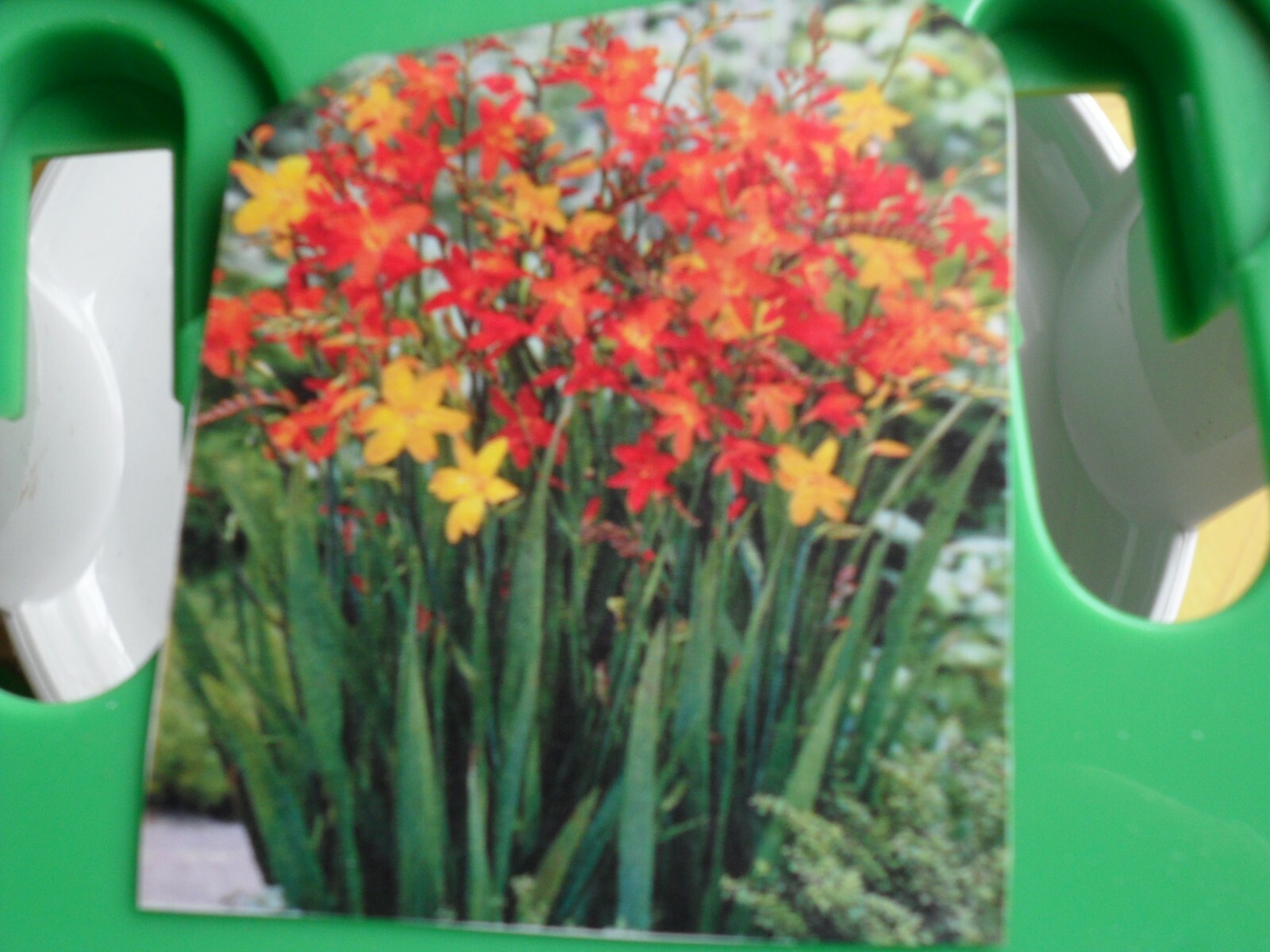 Crocosmia flower bulbs lot of 15