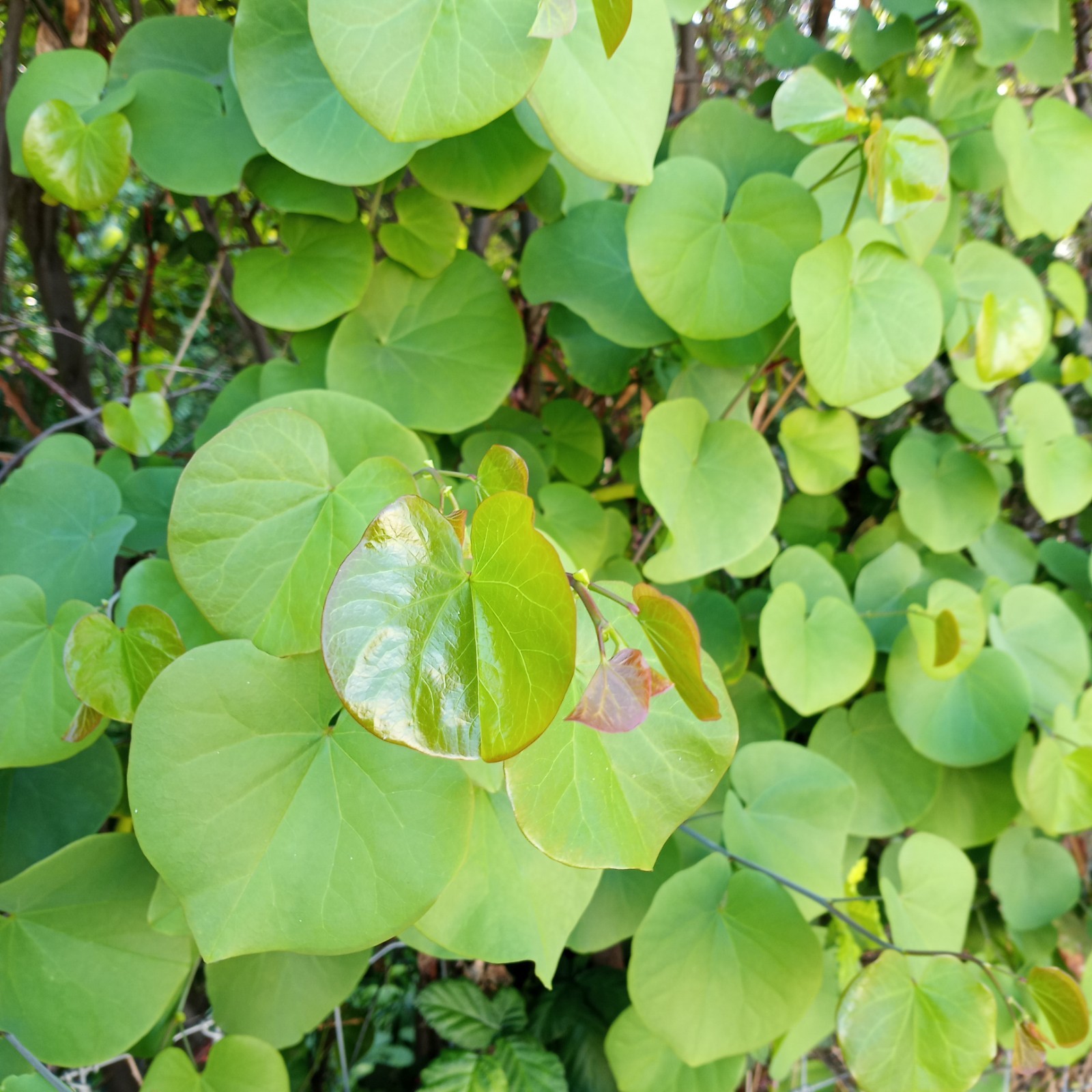 Judas Tree 25 Seeds (Cercis siliquastrum) Mediterranean Redbud Flowers Fast