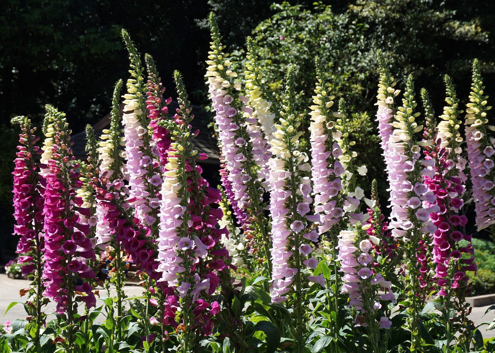 1000 FOXGLOVE EXCELSIOR MIX Digitalis Purpurea Flower Seeds *Flat S/H