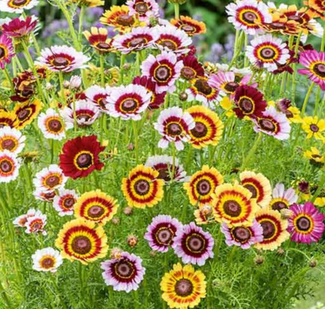 350+ Painted Daisy Mix Seeds **Fresh Seeds* ~~Free Shipping~~