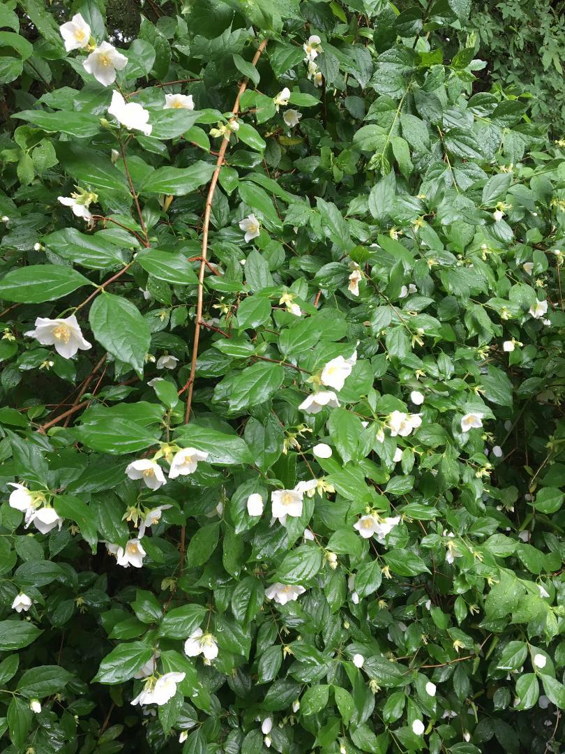 English White Flowering Dogwood Tree Called Mock Orange 100 + SEEDS USA Seller