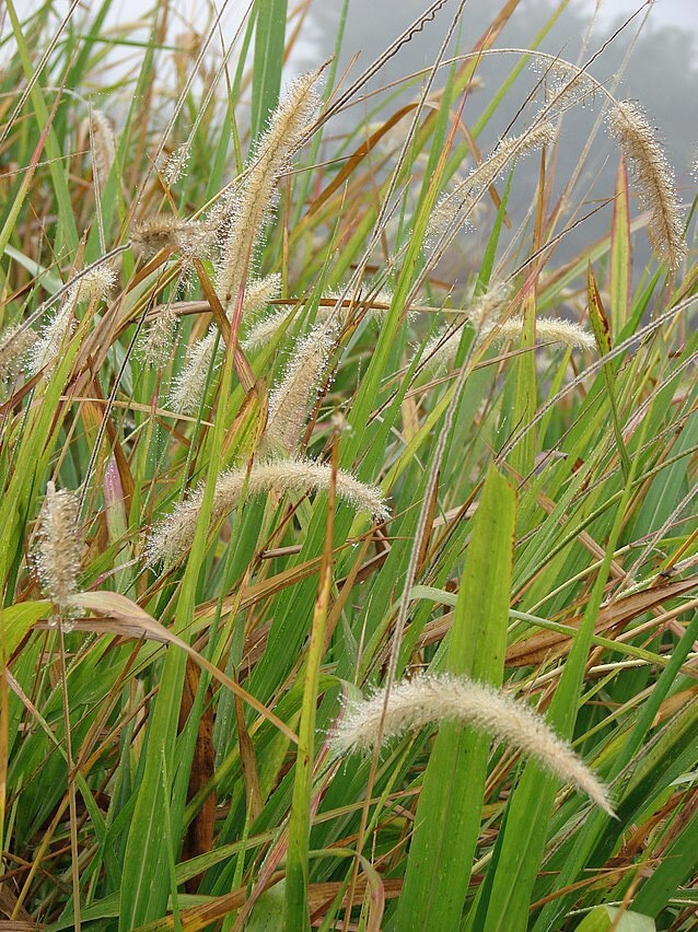 Cenchrus purpureum | Elephant Grass | 10 Seeds