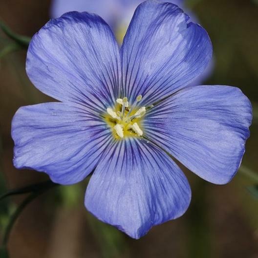BLUE FLAX PERENNIAL Linum lewisii American Native Wildflower Non-GMO 500 Seeds