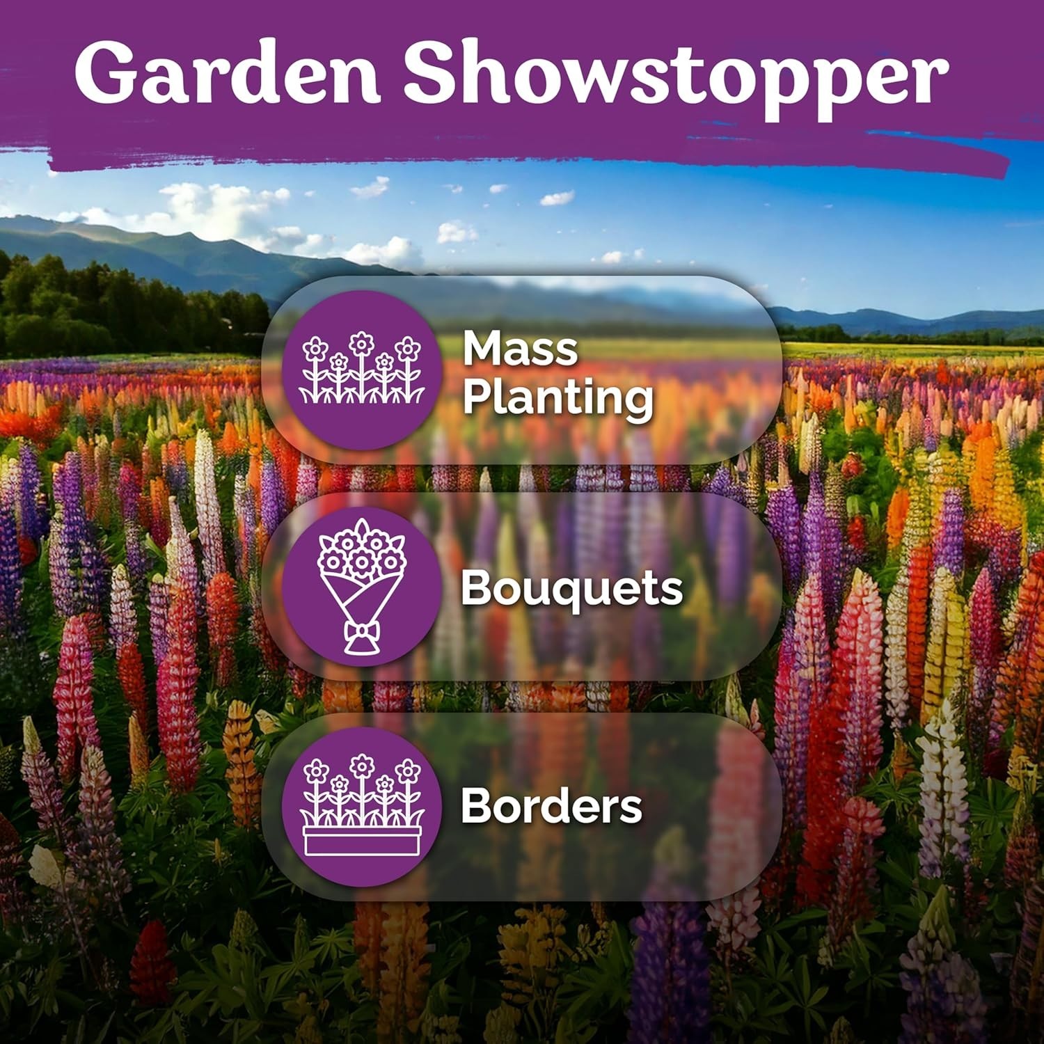 250 Mixed Russell Lupine Seeds for Full Sun Gardens – Easy & Low Maintenance