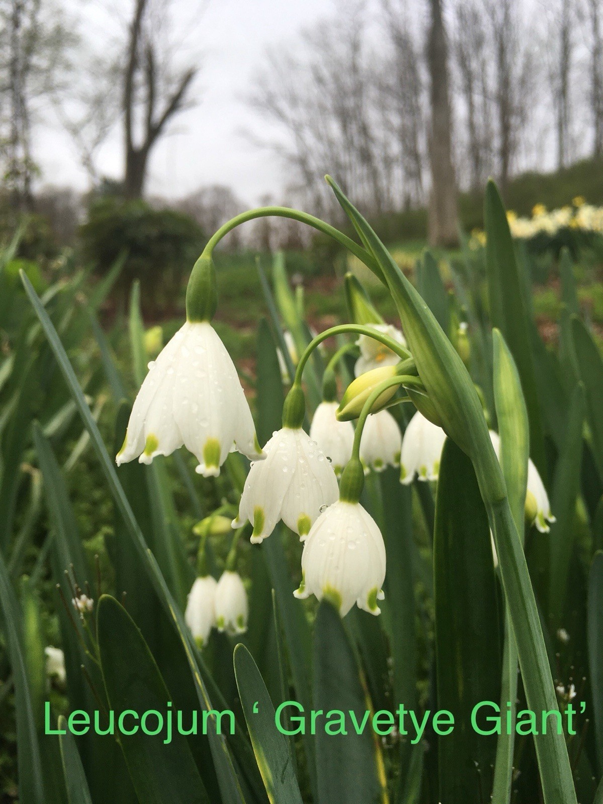 7 Leucojum ‘Giant Gravetye” Spring Bulbs; Big “snow drops”