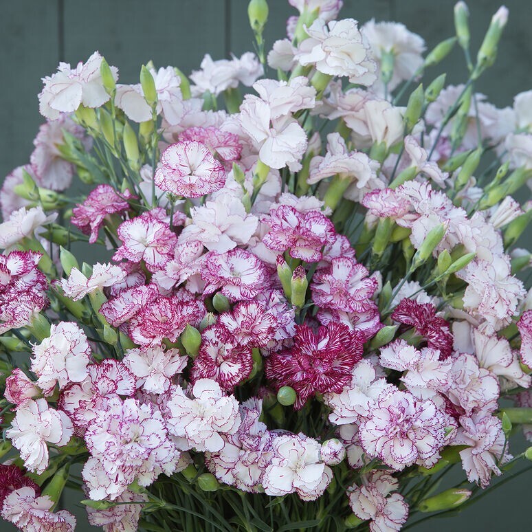 100+ Carnation Benigna seeds