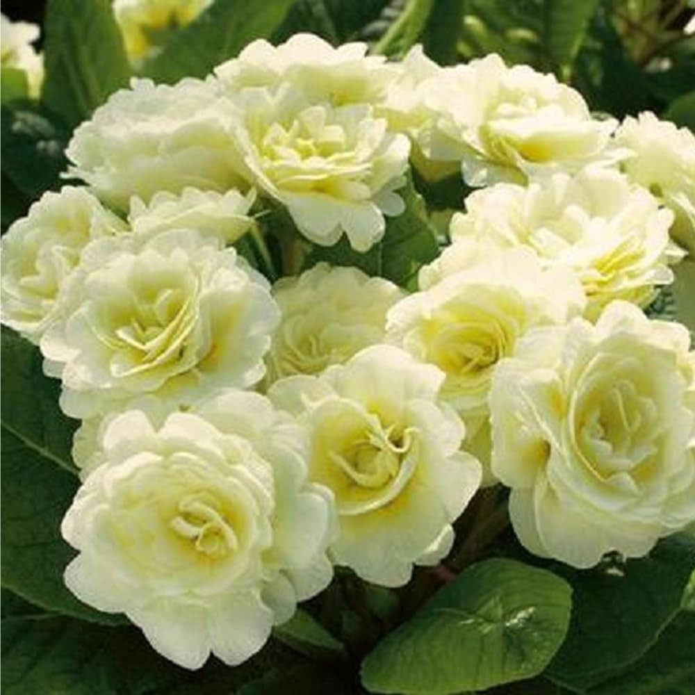302 Mixed Perennial Primrose Seeds for Planting-Fragrant Double Primula Auricula