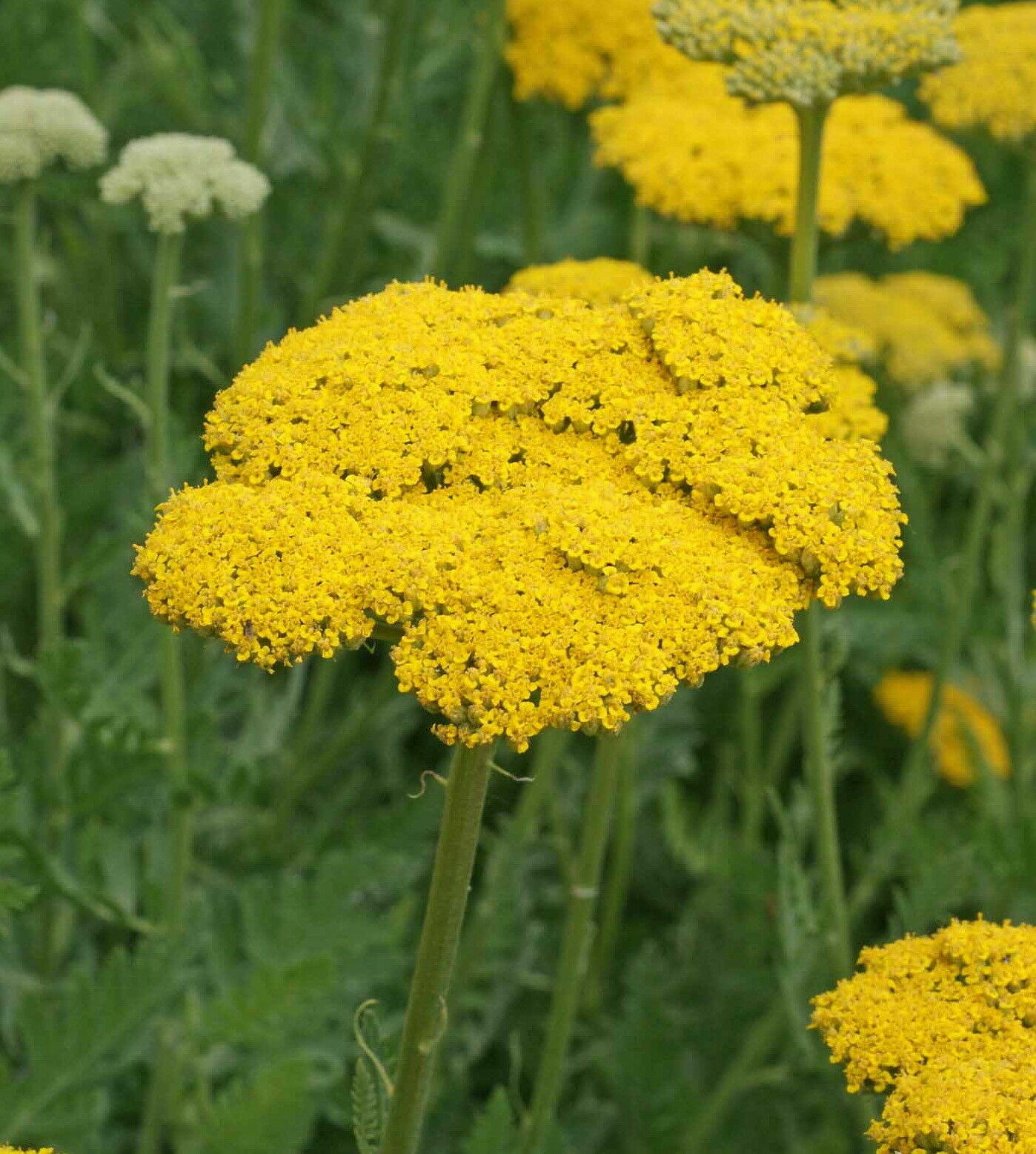 Gold Yarrow Flower Seeds Yellow Achillea Millefolium Herb (1000 to 100,000)