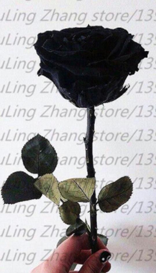 20 EXOTIC RARE BLACK ROSE SEEDS home garden flower plant bush diy sun Rosas tea