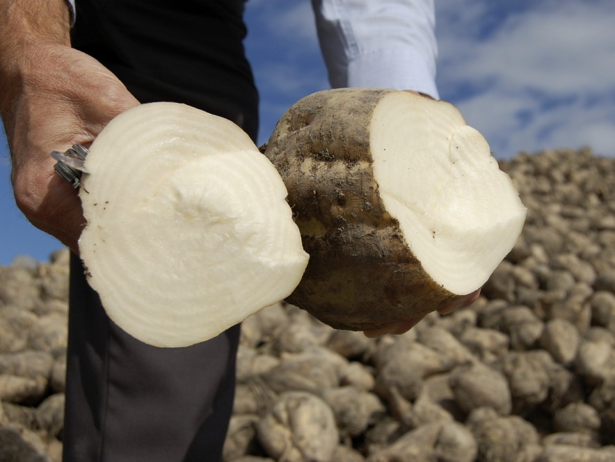 400 Sugar Beet Seeds — Natural Sugar — HUGE