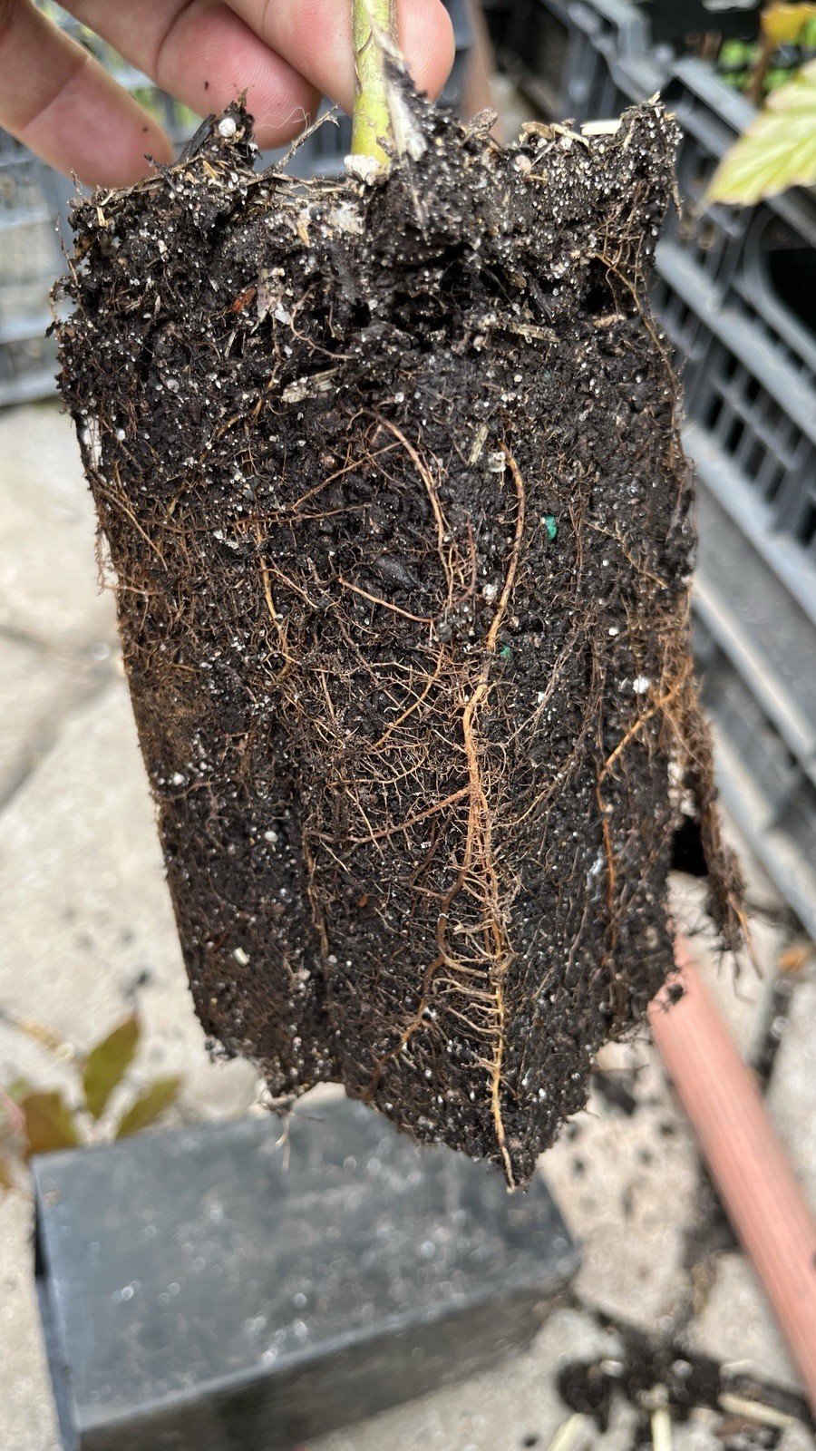Fagus sylvatica Purpurea Copper Beech, 2 year old plant 20-26 inches tall