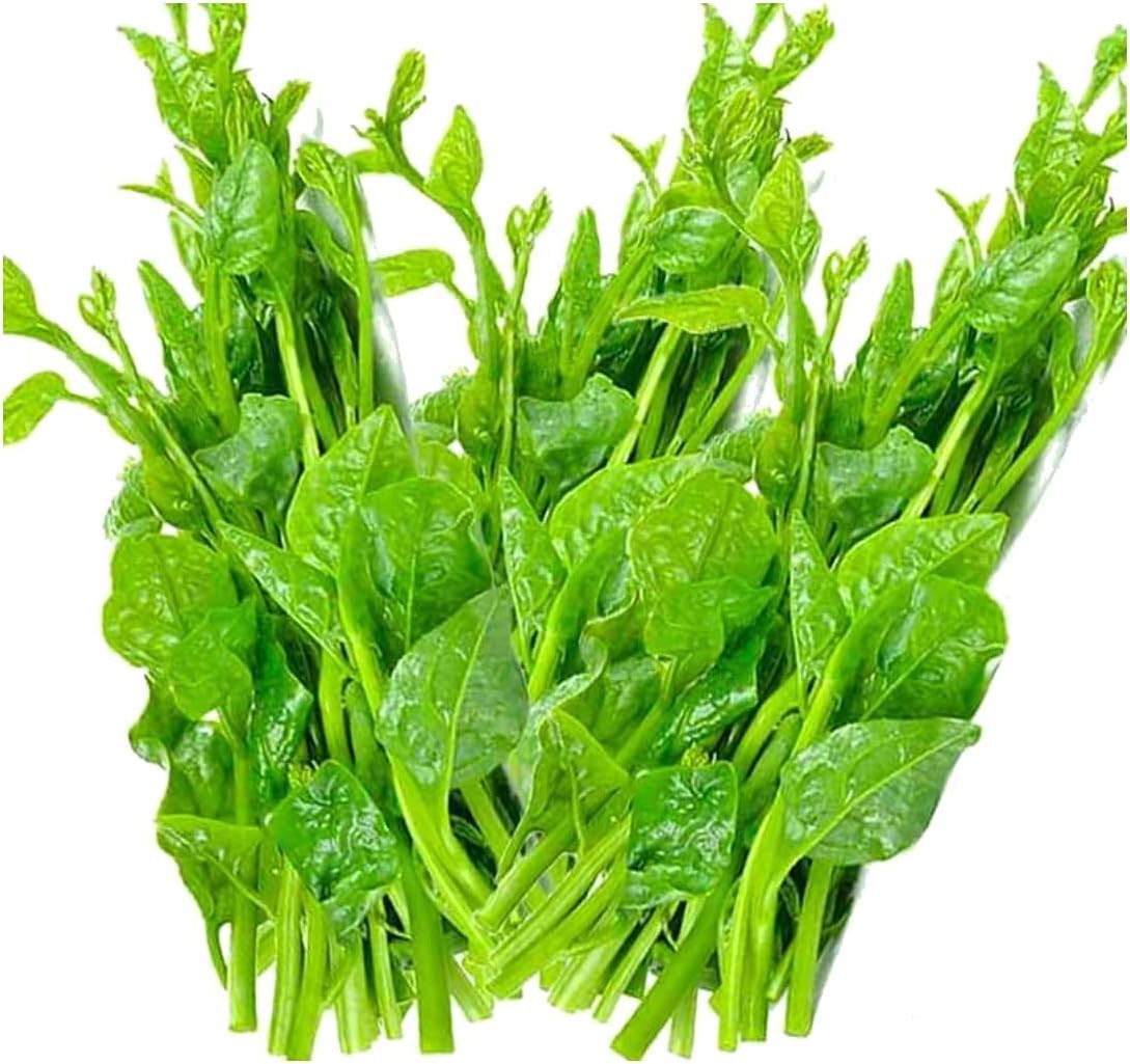 200+ Malabar Spinach Seeds for Planting – Ceylon Spinach Rau Mong TOI Green Stem