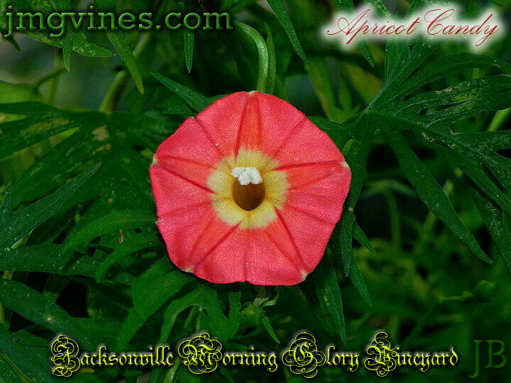 Apricot Candy Ipomoea Sloteri Morning Glory 6 Seeds