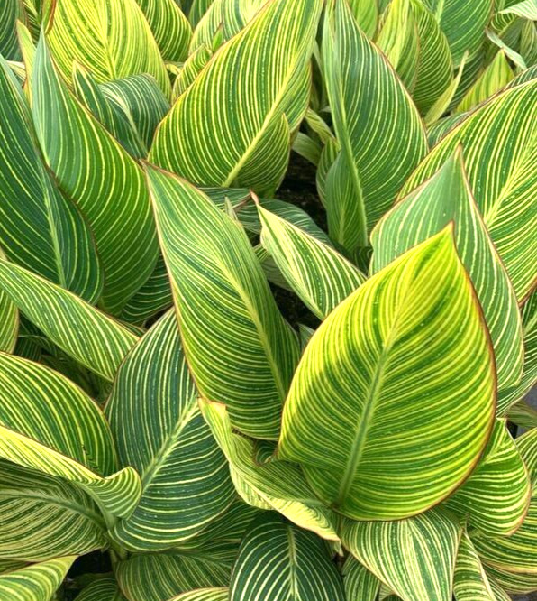 Canna Lily PRETORIA ORANGE VARIEGATED BENGAL TIGER 5 Live Flower Plant Bulbs
