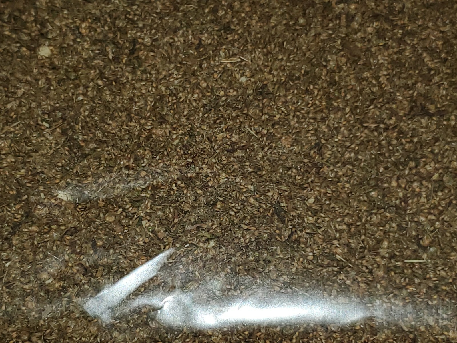 Artemisia annua sweet wormwood TEA (7 Grams)