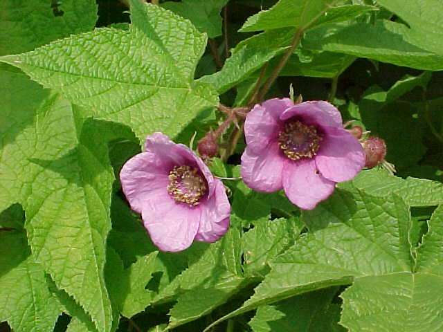Purple-Flowering Raspberry, Rubus odoratus, Shrub Seeds
