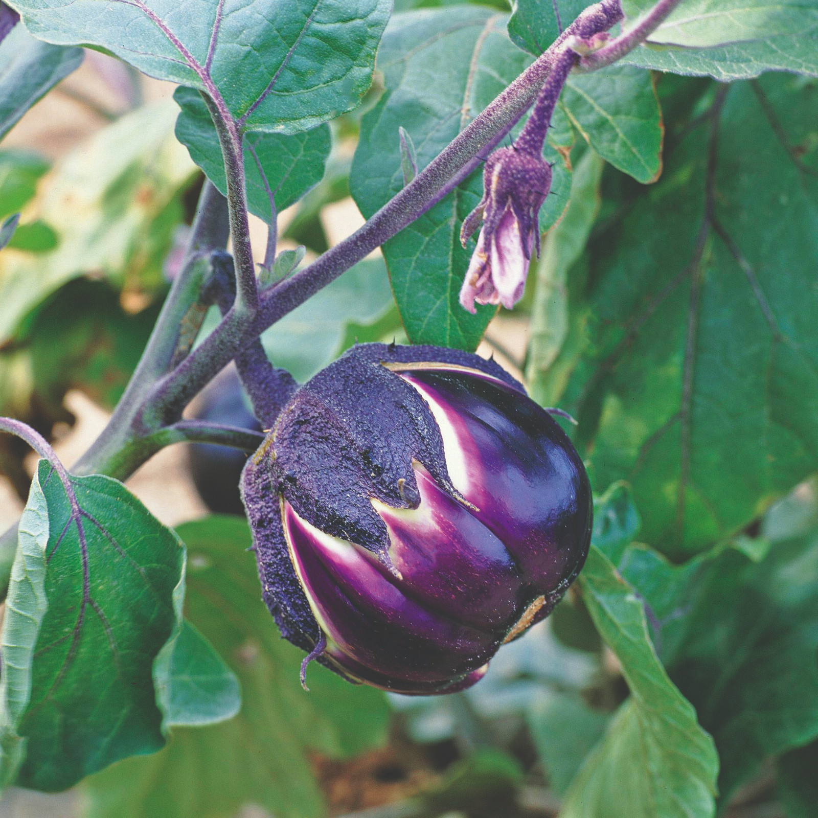 RARE✿ Heirloom Italian Prosperosa Eggplant 15+ Seeds ●Tasty No Bitterness