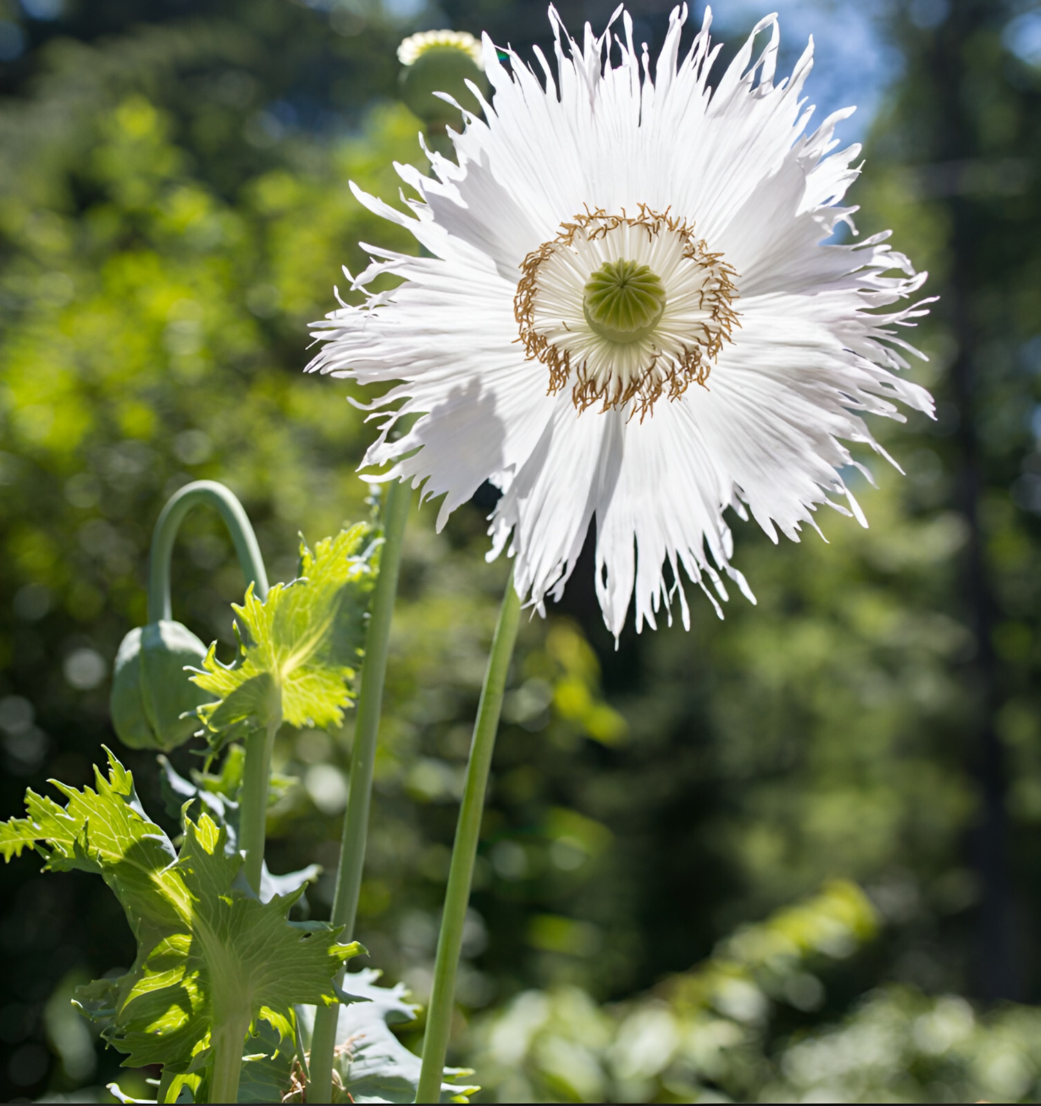 1,500 Jimi’s Snowflake Poppy Seeds –P. Somniferum – White Intricate Snowflakes!