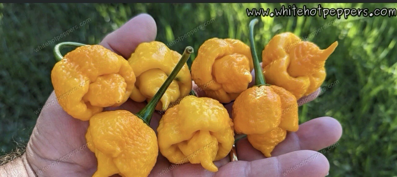 5 Peach Starkist Pepper Plants!! Healthy And Rooted!! Ready To Ship!!