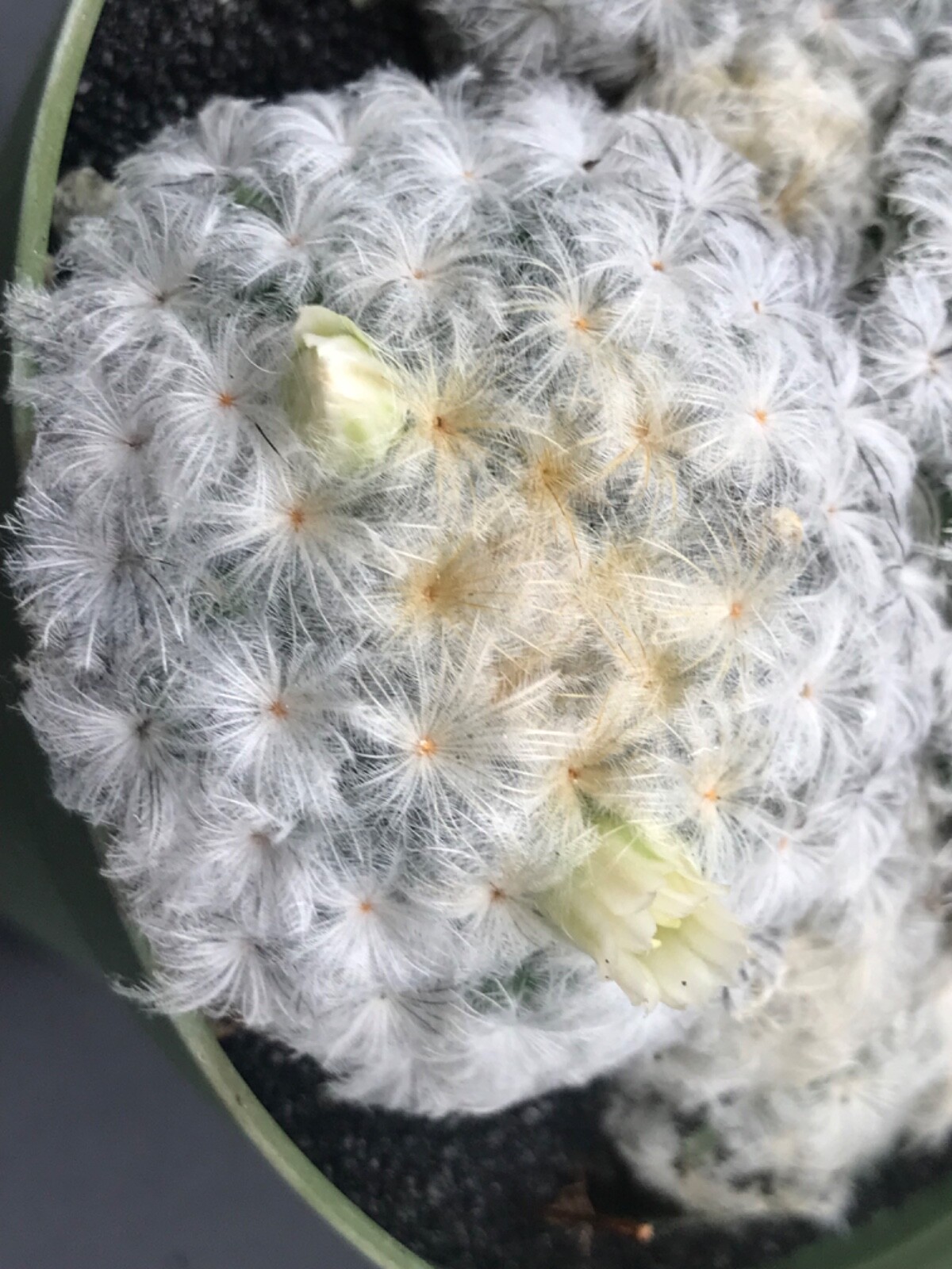 Mammillaria plumosa, AKA “Feather Cactus” 4″ pot flowering size Succulent