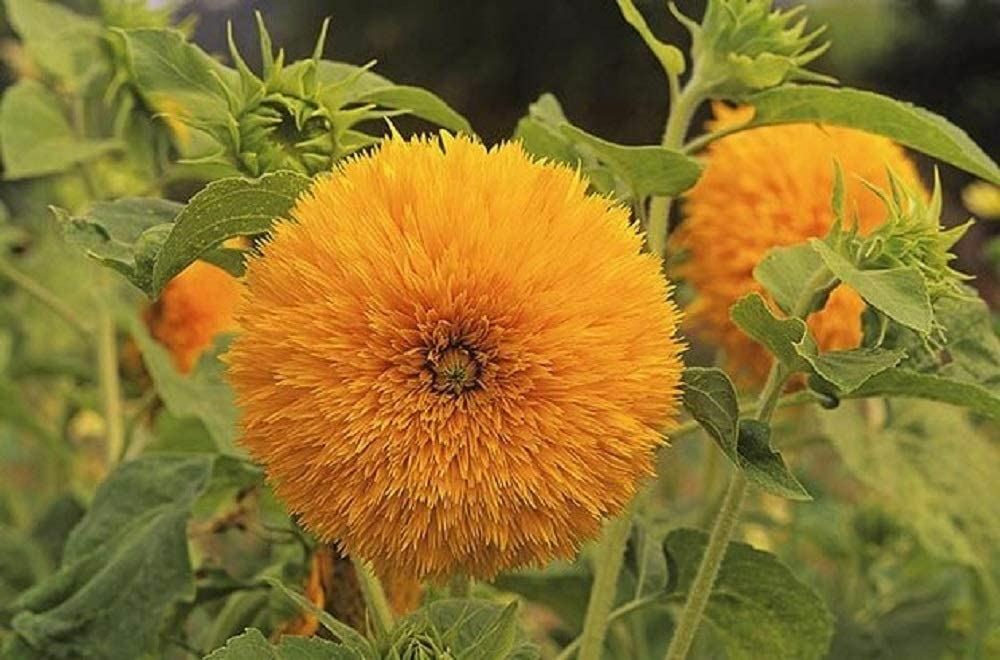 Sunflower Flower Seeds, Giant Sun Gold “COOL BEANS N SPROUTS” Brand