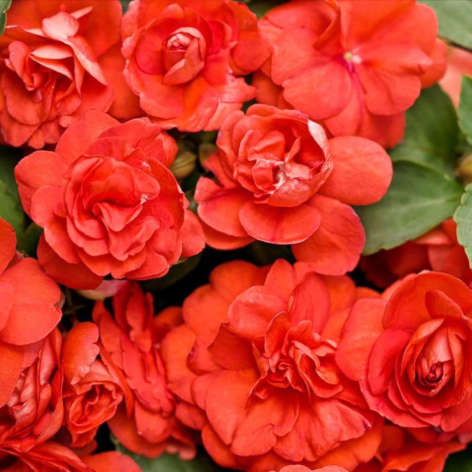 “500+ Mixed Impatiens Seeds for Outdoor Gardening & Indoor Potted Plants”