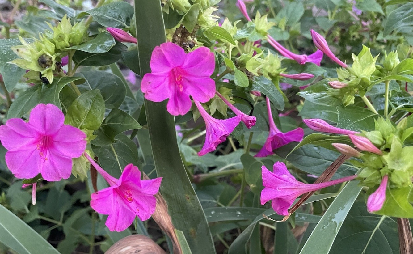 Four O’Clock ROSE Flowers Perennial NonGMO Hummingbirds Love 30 Seeds
