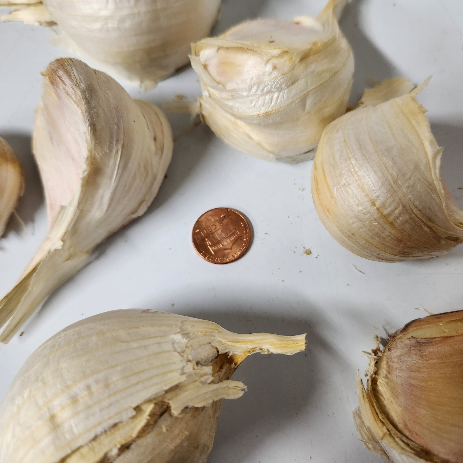 Garlic, Elephant Garlic Cloves Fresh harvest 4 Cloves for Fall & Spring Planting