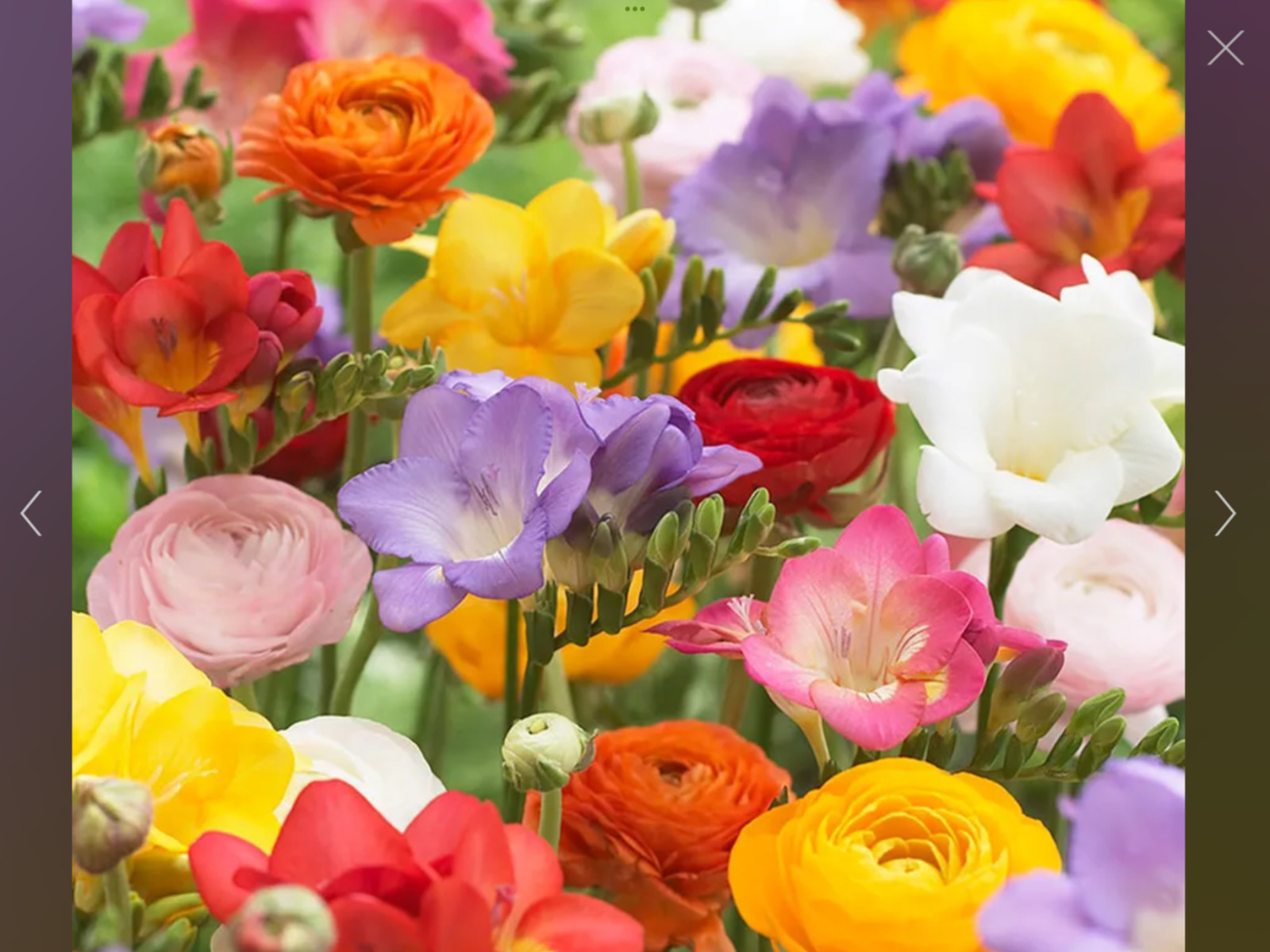 Freesia and Ranunculus seed collection. 150 seeds (separate packets (110/40)