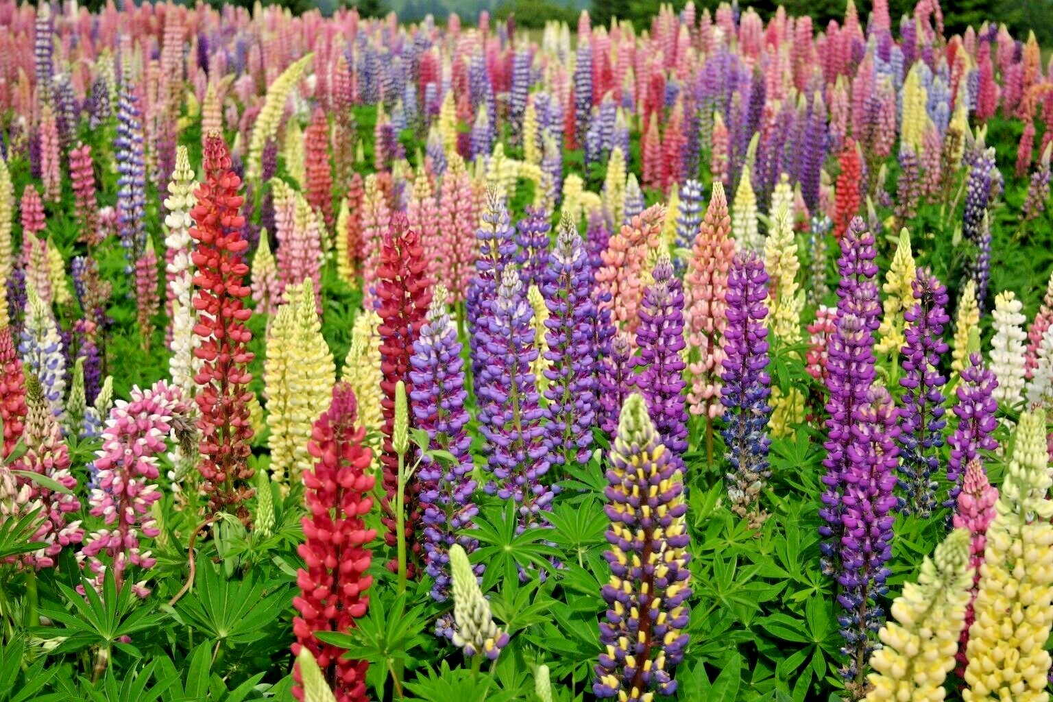 50+LUPINE RUSSELL MIX Seeds Native Wildflower Pollinators Cut Flowers Perennial